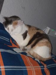 Lost Female Cat last seen Meridian rd and ustick, Meridian, ID 83646