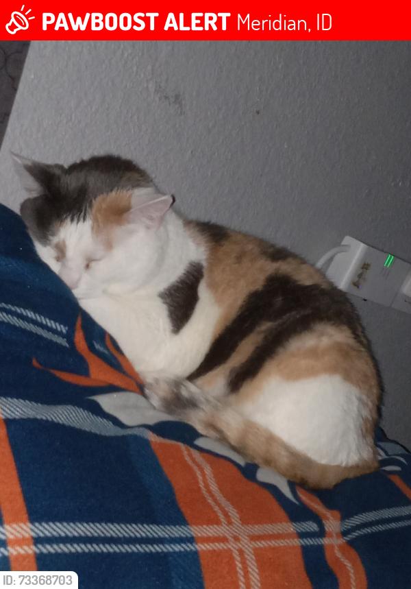 Lost Female Cat last seen Meridian rd and ustick, Meridian, ID 83646