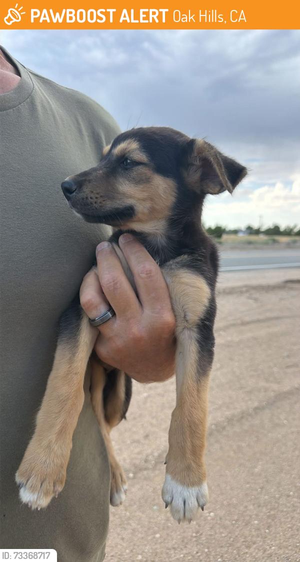 Found/Stray Female Dog last seen Baldy Mesa Rd and Adobe, Oak Hills, CA 92344