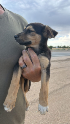Found/Stray Female Dog last seen Baldy Mesa Rd and Adobe, Oak Hills, CA 92344