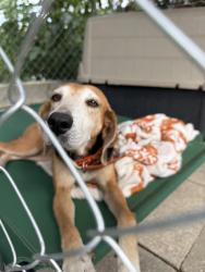 Reunited Female Dog last seen city hall, DeBary, FL 32713