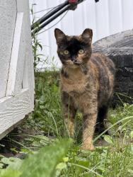 Lost Female Cat last seen States bend ln cork bend dr, Indianapolis, IN 46239