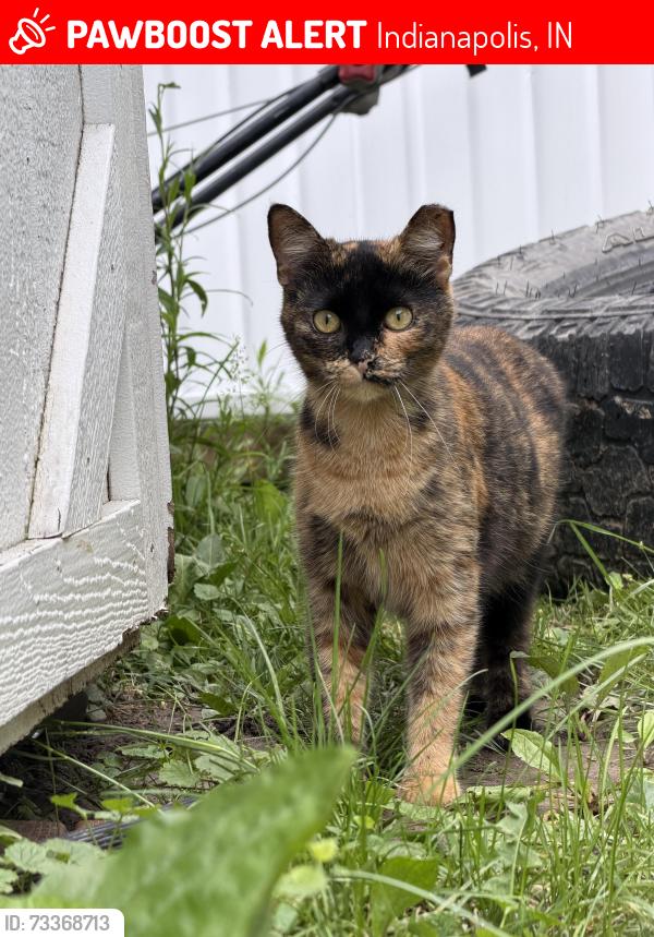 Lost Female Cat last seen States bend ln cork bend dr, Indianapolis, IN 46239