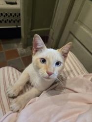 Found/Stray Male Cat last seen Clark and may street, Lansing, MI 48906