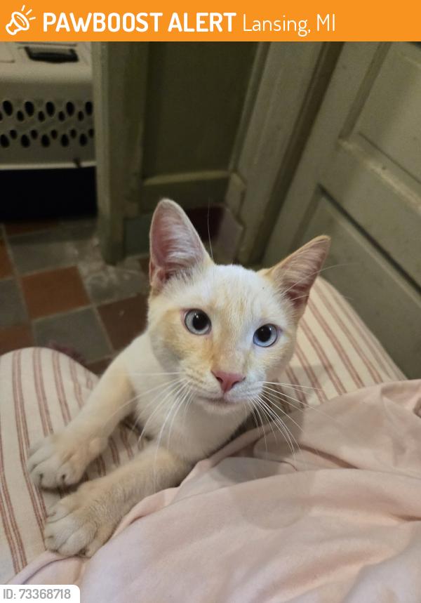 Found/Stray Male Cat last seen Clark and may street, Lansing, MI 48906