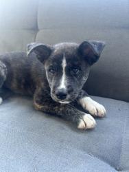 Lost Female Dog last seen Kennedy 16th Nw, Washington, DC 20011