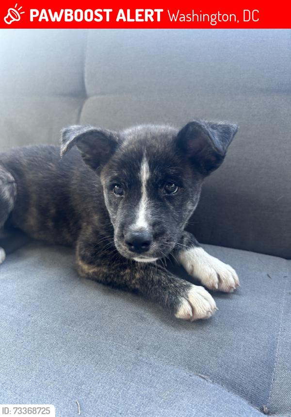 Lost Female Dog last seen Kennedy 16th Nw, Washington, DC 20011