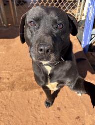 Reunited Male Dog last seen Gardenia street or could be in the surrounding area near trailer parks, Greenville, SC 29617