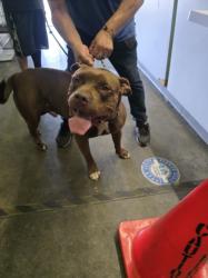 Shelter Stray Male Dog last seen , 1850 W 60th St, Los Angeles, CA 90047, USA
