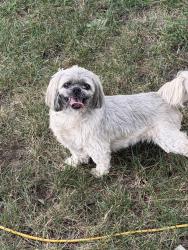 Lost Male Dog last seen Enon church, Chesterfield County, VA 23836