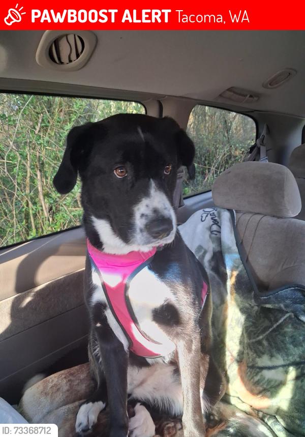 Lost Female Dog last seen Emerald Queen Casino Tacoma, Tacoma, WA 98404
