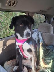 Lost Female Dog last seen Emerald Queen Casino Tacoma, Tacoma, WA 98404