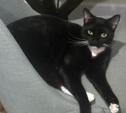 Reunited Female Cat last seen 8th street and Hibiscus Ave, south of Atlantic Blvd, pompano beach Fl 33062 (1 block west of A1a, Pompano Beach 33062), Pompano Beach, FL 33062