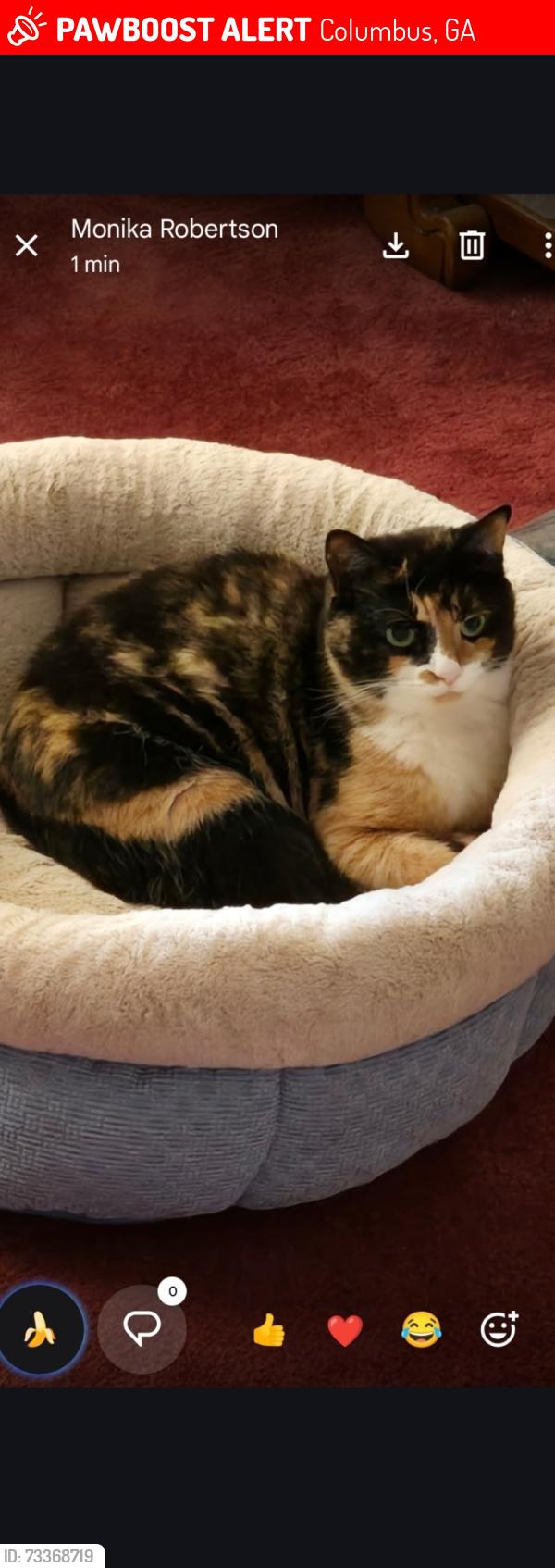 Lost Female Cat last seen Warm Springs Connector, Columbus, GA 31909