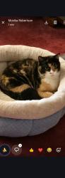 Lost Female Cat last seen Warm Springs Connector, Columbus, GA 31909