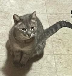 Lost Female Cat last seen Pasteur park, Chicago, IL 60629