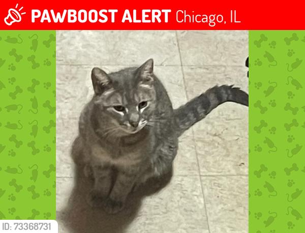 Lost Female Cat last seen Pasteur park, Chicago, IL 60629