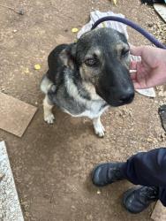 Shelter Stray Female Dog last seen Near BLOCK S GOFF AVE, OKLAHOMA CITY OK 73119, 2811 SE 29th St, Oklahoma City, OK 73129, USA