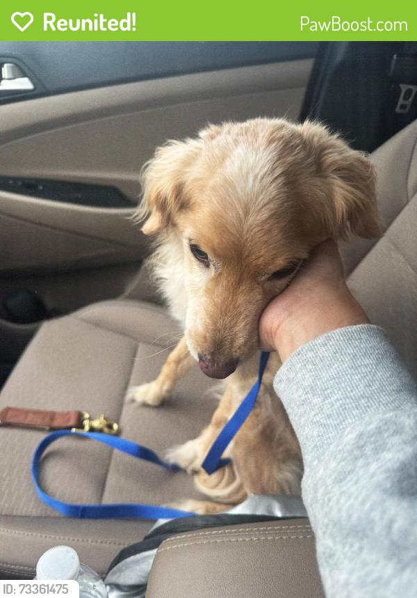 Reunited Female Dog last seen Open Range Drive, Fort Worth, TX 76262