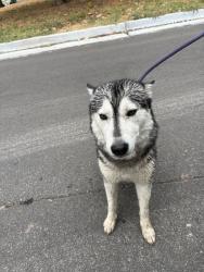 Shelter Stray Female Dog last seen Near BLOCK SW 41ST ST, OKLAHOMA CITY OK 73119, 2811 SE 29th St, Oklahoma City, OK 73129, USA