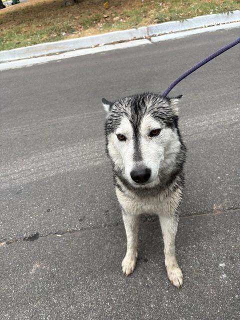 Shelter Stray Female Dog last seen Near BLOCK SW 41ST ST, OKLAHOMA CITY OK 73119, 2811 SE 29th St, Oklahoma City, OK 73129, USA