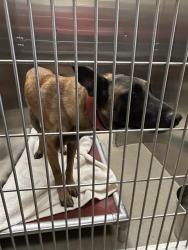 Shelter Stray Male Dog last seen Near BLOCK W ARKANSAS AVE, DENVER CO 80219, 1241 W Bayaud Ave, Denver, CO 80223, USA