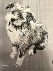 Lost Male Dog last seen Ridge Mill & Tezel Rd, San Antonio, TX 78250