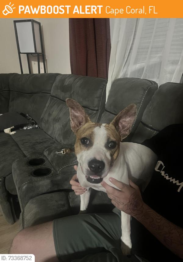 Found/Stray Female Dog last seen Andalusia & Pine Island Rd, Cape Coral, FL 33909