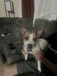 Found/Stray Female Dog last seen Andalusia & Pine Island Rd, Cape Coral, FL 33909