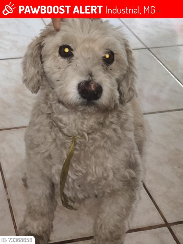 Lost Male Dog last seen Rua Silvestre Junqueira Ferraz, Industrial, MG 32235-220