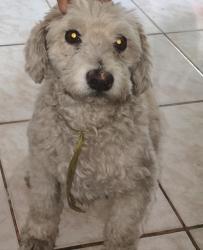 Lost Male Dog last seen Rua Silvestre Junqueira Ferraz, Industrial, MG 32235-220