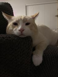 Lost Male Cat last seen Danny b’s, Chino Valley, AZ 86323