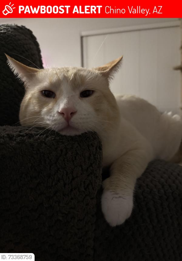 Lost Male Cat last seen Danny b’s, Chino Valley, AZ 86323