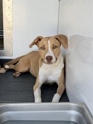 Shelter Stray Female Dog last seen SEPULVEDA AND 46TH ST, 333 Chandler Pl, San Bernardino, CA 92408, USA