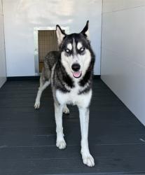 Shelter Stray Male Dog last seen PENN CT X KIPPY DR, 333 Chandler Pl, San Bernardino, CA 92408, USA