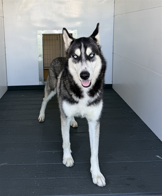 Shelter Stray Male Dog last seen PENN CT X KIPPY DR, 333 Chandler Pl, San Bernardino, CA 92408, USA