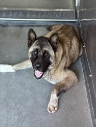 Shelter Stray Female Dog last seen WATER ELM X LACEBARK, 333 Chandler Pl, San Bernardino, CA 92408, USA
