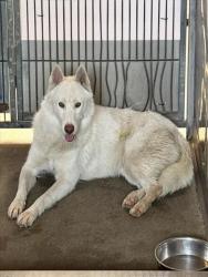 Shelter Stray Female Dog last seen Near BLOCK N TERRACE RD, 333 Chandler Pl, San Bernardino, CA 92408, USA