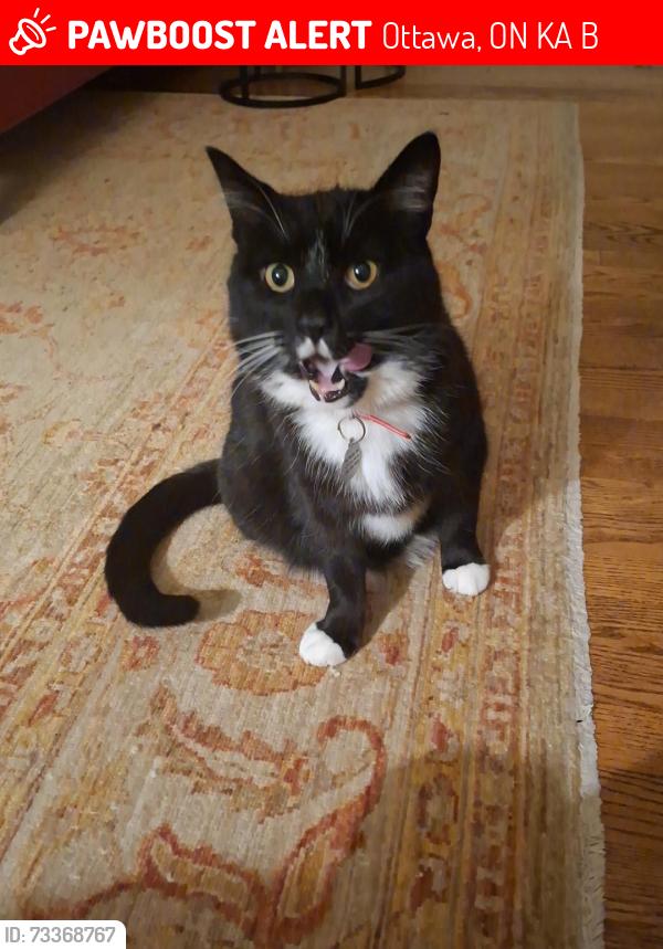 Lost Male Cat last seen Whitby Ave, Ottawa, ON K2A 0B5