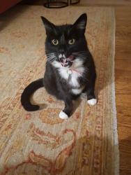Lost Male Cat last seen Whitby Ave, Ottawa, ON K2A 0B5