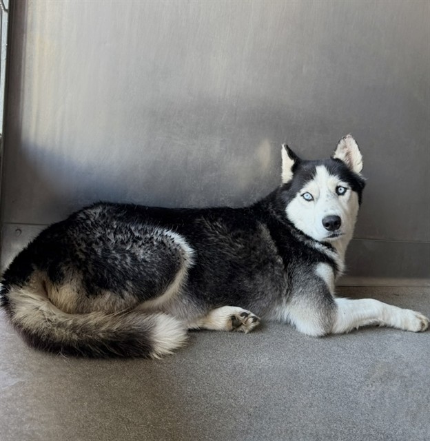 Shelter Stray Female Dog last seen HERRITAGE AND BASELINE, 333 Chandler Pl, San Bernardino, CA 92408, USA