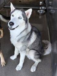 Shelter Stray Male Dog last seen N CLIFFORD AND TAHOE ST, 333 Chandler Pl, San Bernardino, CA 92408, USA