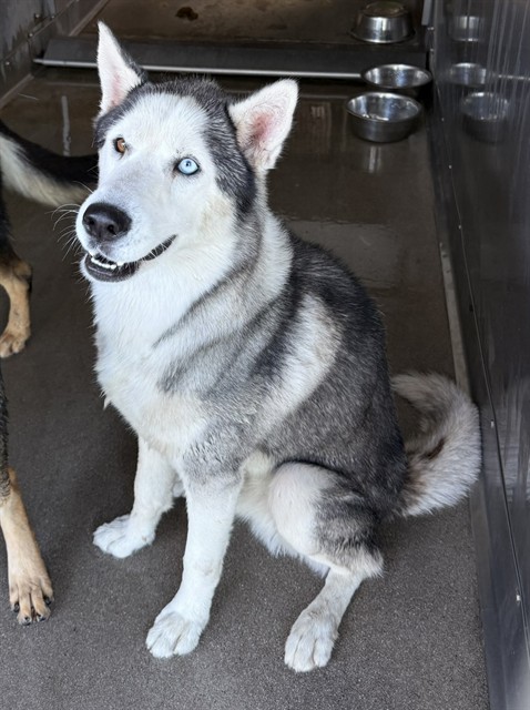 Shelter Stray Male Dog last seen N CLIFFORD AND TAHOE ST, 333 Chandler Pl, San Bernardino, CA 92408, USA