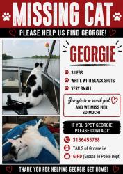 Lost Female Cat last seen Macomb & east river, Grosse Ile Township, MI 48138