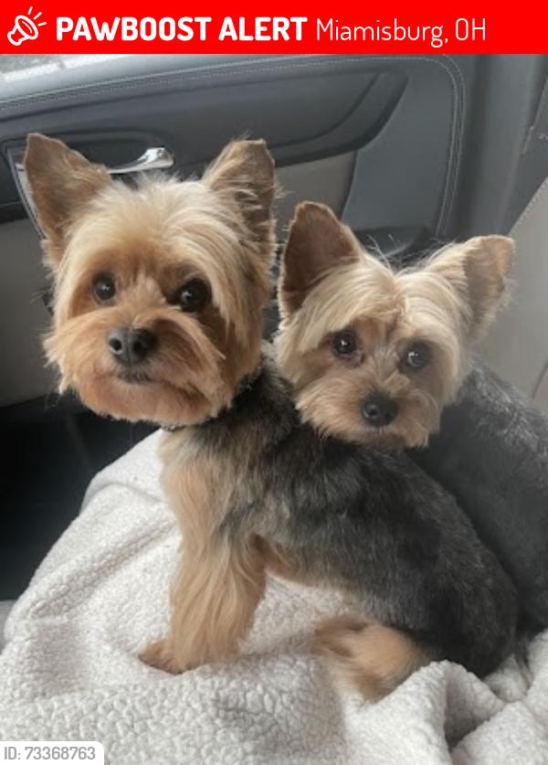 Lost Female Dog last seen Heinke, Miamisburg, OH 45449