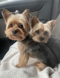 Lost Female Dog last seen Heinke, Miamisburg, OH 45449