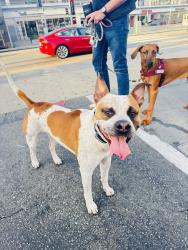 Found/Stray Male Dog last seen 3rd street lalaland, Los Angeles, CA 90048