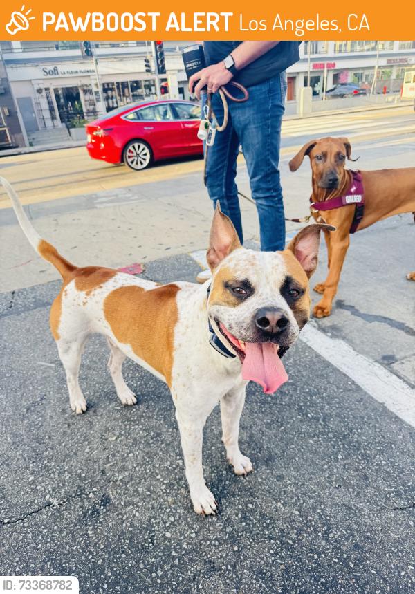 Found/Stray Male Dog last seen 3rd street lalaland, Los Angeles, CA 90048