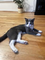 Found/Stray Male Cat last seen Abor Landing, Chester, VA 23831