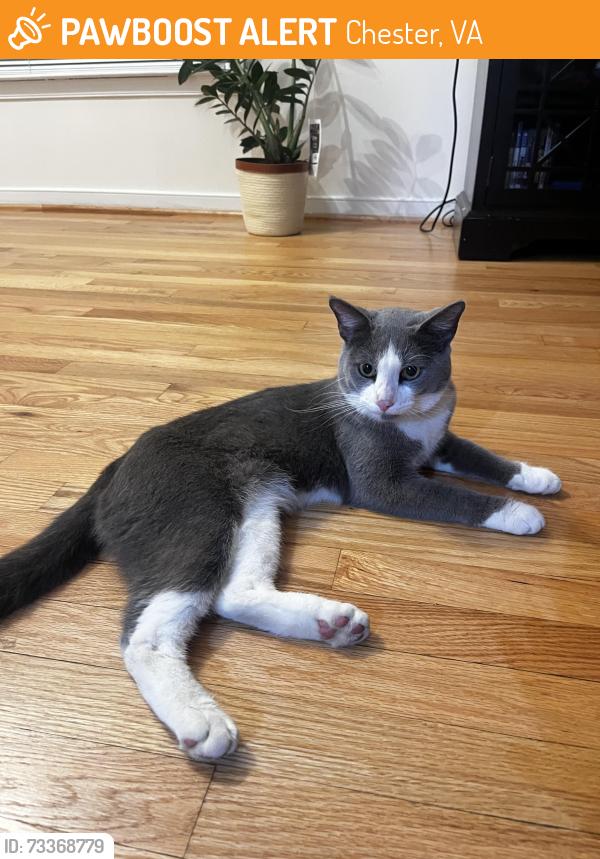 Found/Stray Male Cat last seen Abor Landing, Chester, VA 23831